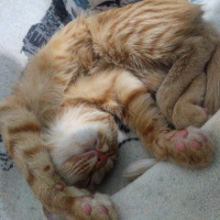 Sarman, Kedi  MISIR fotoğrafı