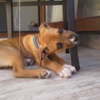 Boxer, Köpek  ida fotoğrafı