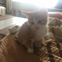 Sarman, Kedi  Minnoş fotoğrafı