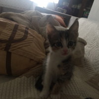 Sarman, Kedi  Minnoş fotoğrafı