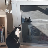 Tuxedo (Smokin) Kedi, Kedi  Safiş fotoğrafı