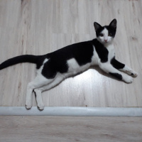 Tuxedo (Smokin) Kedi, Kedi  Safiş fotoğrafı