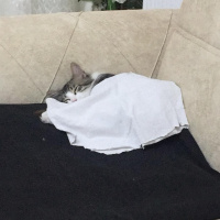 Tekir Kedi, Kedi  Rıfkı fotoğrafı