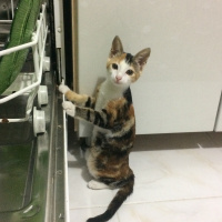 Tekir Kedi, Kedi  Mırmırsu fotoğrafı