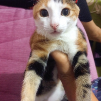Tekir Kedi, Kedi  Mırmırsu fotoğrafı