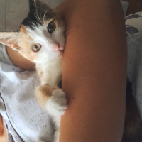 Tekir Kedi, Kedi  Mırmırsu fotoğrafı