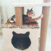 Tekir Kedi, Kedi  Mırmırsu fotoğrafı