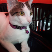 Tekir Kedi, Kedi  Mia fotoğrafı