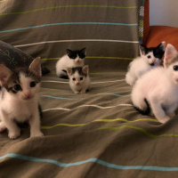Soke, Kedi  Bidi fotoğrafı