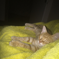 Tekir Kedi, Kedi  Papi fotoğrafı