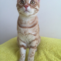 Tekir Kedi, Kedi  Papi fotoğrafı