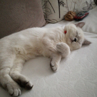 British Shorthair, Kedi  Paşa fotoğrafı