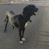 Labrador Retriever, Köpek  Elsa fotoğrafı