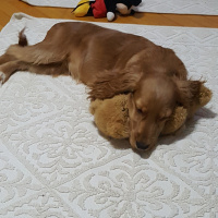 İngiliz Cocker Spaniel, Köpek  Layla fotoğrafı