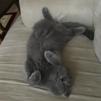 Scottish Fold, Kedi  Zeyna fotoğrafı