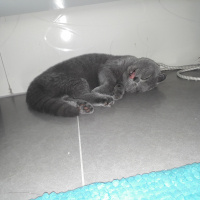 Scottish Fold, Kedi  Zeyna fotoğrafı