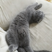 Scottish Fold, Kedi  Zeyna fotoğrafı