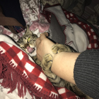 Tekir Kedi, Kedi  Mino fotoğrafı