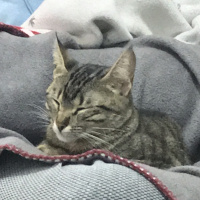Tekir Kedi, Kedi  Mino fotoğrafı