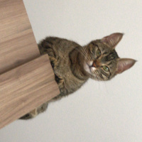 Tekir Kedi, Kedi  Mino fotoğrafı