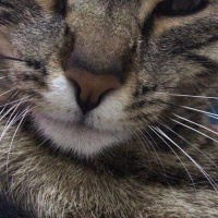 Tekir Kedi, Kedi  Mino fotoğrafı