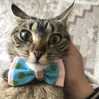 Tekir Kedi, Kedi  Mino fotoğrafı