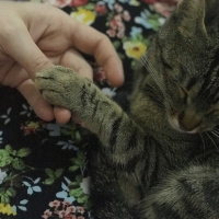 Tekir Kedi, Kedi  Mino fotoğrafı
