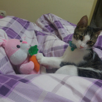Tekir Kedi, Kedi  Lilo fotoğrafı
