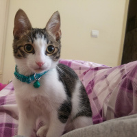Tekir Kedi, Kedi  Lilo fotoğrafı