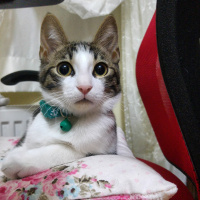 Tekir Kedi, Kedi  Lilo fotoğrafı