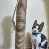 Tekir Kedi, Kedi  Lilo fotoğrafı