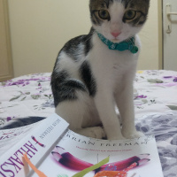 Tekir Kedi, Kedi  Lilo fotoğrafı