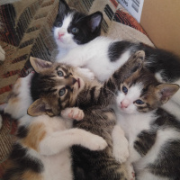 Tekir Kedi, Kedi  Lilo fotoğrafı