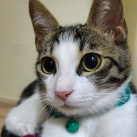 Tekir Kedi, Kedi  Lilo fotoğrafı