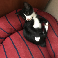 Tuxedo (Smokin) Kedi, Kedi  Şans fotoğrafı