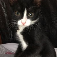 Tuxedo (Smokin) Kedi, Kedi  Şans fotoğrafı