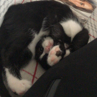 Tuxedo (Smokin) Kedi, Kedi  Şans fotoğrafı