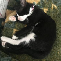 Tuxedo (Smokin) Kedi, Kedi  Şans fotoğrafı