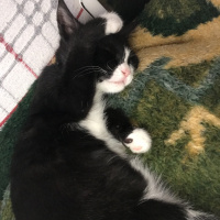 Tuxedo (Smokin) Kedi, Kedi  Şans fotoğrafı
