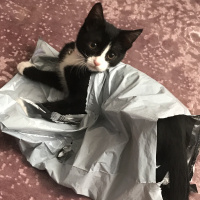 Tuxedo (Smokin) Kedi, Kedi  Şans fotoğrafı