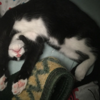 Tuxedo (Smokin) Kedi, Kedi  Şans fotoğrafı