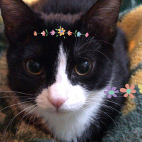 Tuxedo (Smokin) Kedi, Kedi  Şans fotoğrafı