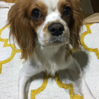 King Charles Spaniel, Köpek  dosti fotoğrafı