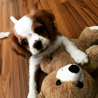 King Charles Spaniel, Köpek  dosti fotoğrafı