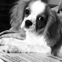 King Charles Spaniel, Köpek  dosti fotoğrafı