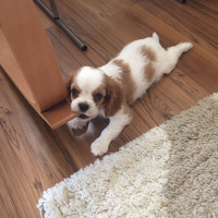King Charles Spaniel, Köpek  dosti fotoğrafı