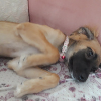 Yorkshire Terrier, Köpek  Tontiş fotoğrafı