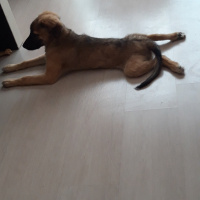 Yorkshire Terrier, Köpek  Tontiş fotoğrafı