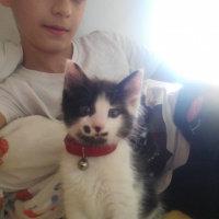 Tuxedo (Smokin) Kedi, Kedi  Çitos fotoğrafı
