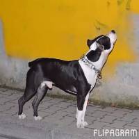 Amerikan Pitbull Terrier, Köpek  Bafi fotoğrafı